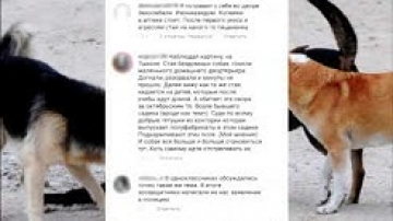 Время идёт, а стая бездомных собак только растет
